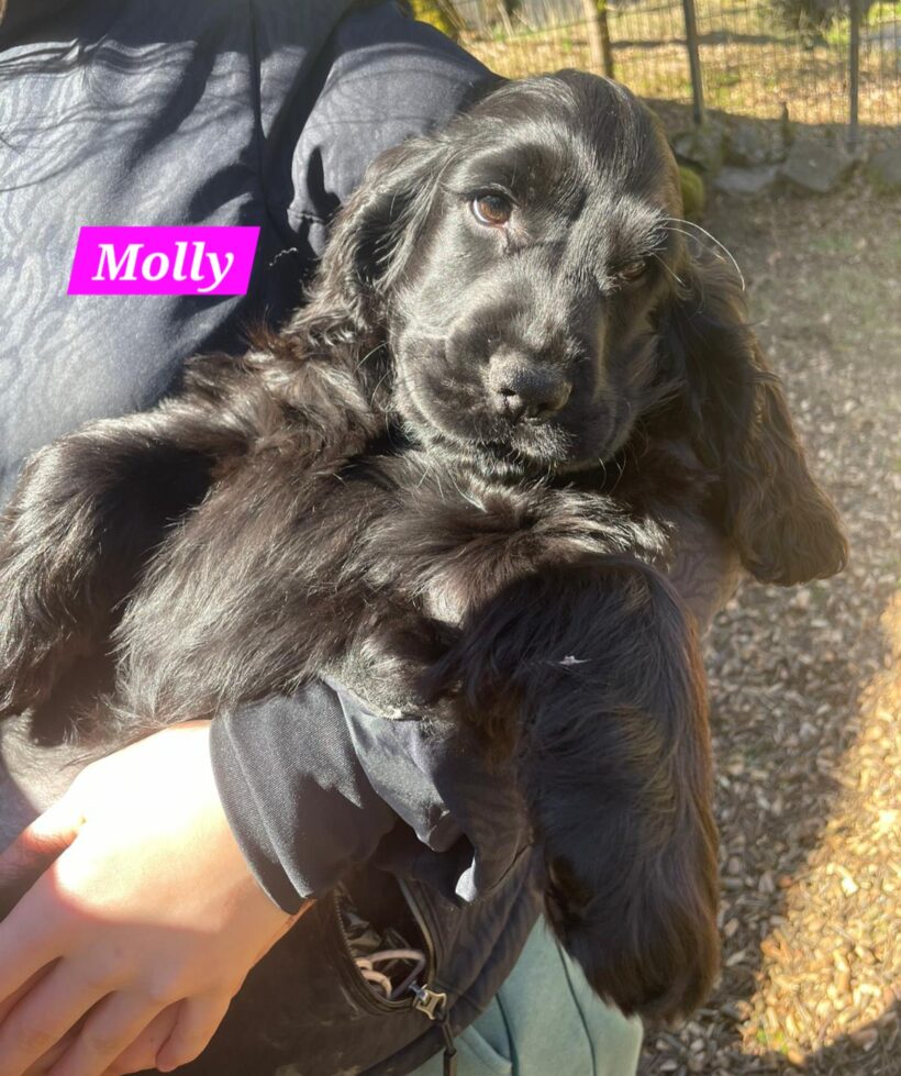 Missy, Molly, Maggy, Mila🐶❣️ Missy, Molly, Maggy, Mila🐶❣️