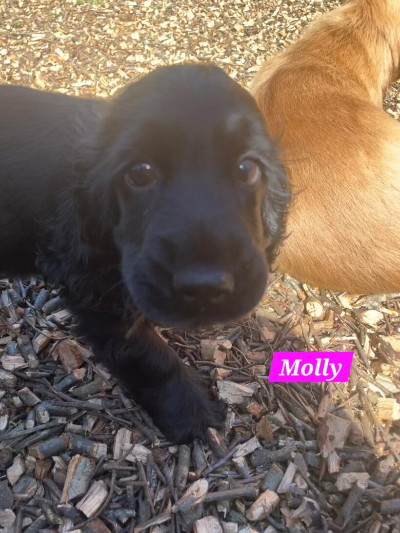 Missy, Molly, Maggy, Mila🐶❣️ Missy, Molly, Maggy, Mila🐶❣️