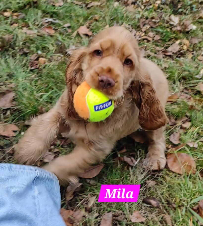 Missy, Molly, Maggy, Mila🐶❣️ Missy, Molly, Maggy, Mila🐶❣️