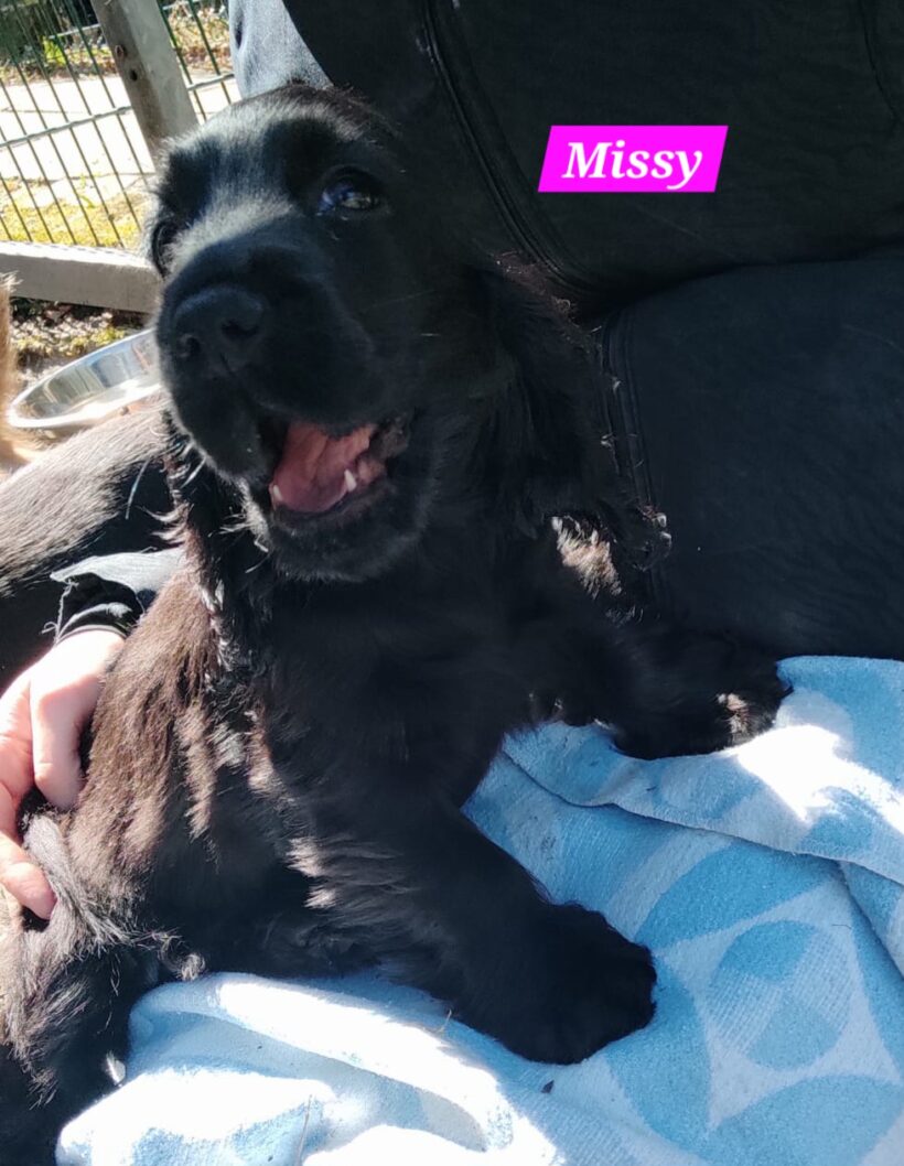 Missy, Molly, Maggy, Mila🐶❣️ Missy, Molly, Maggy, Mila🐶❣️