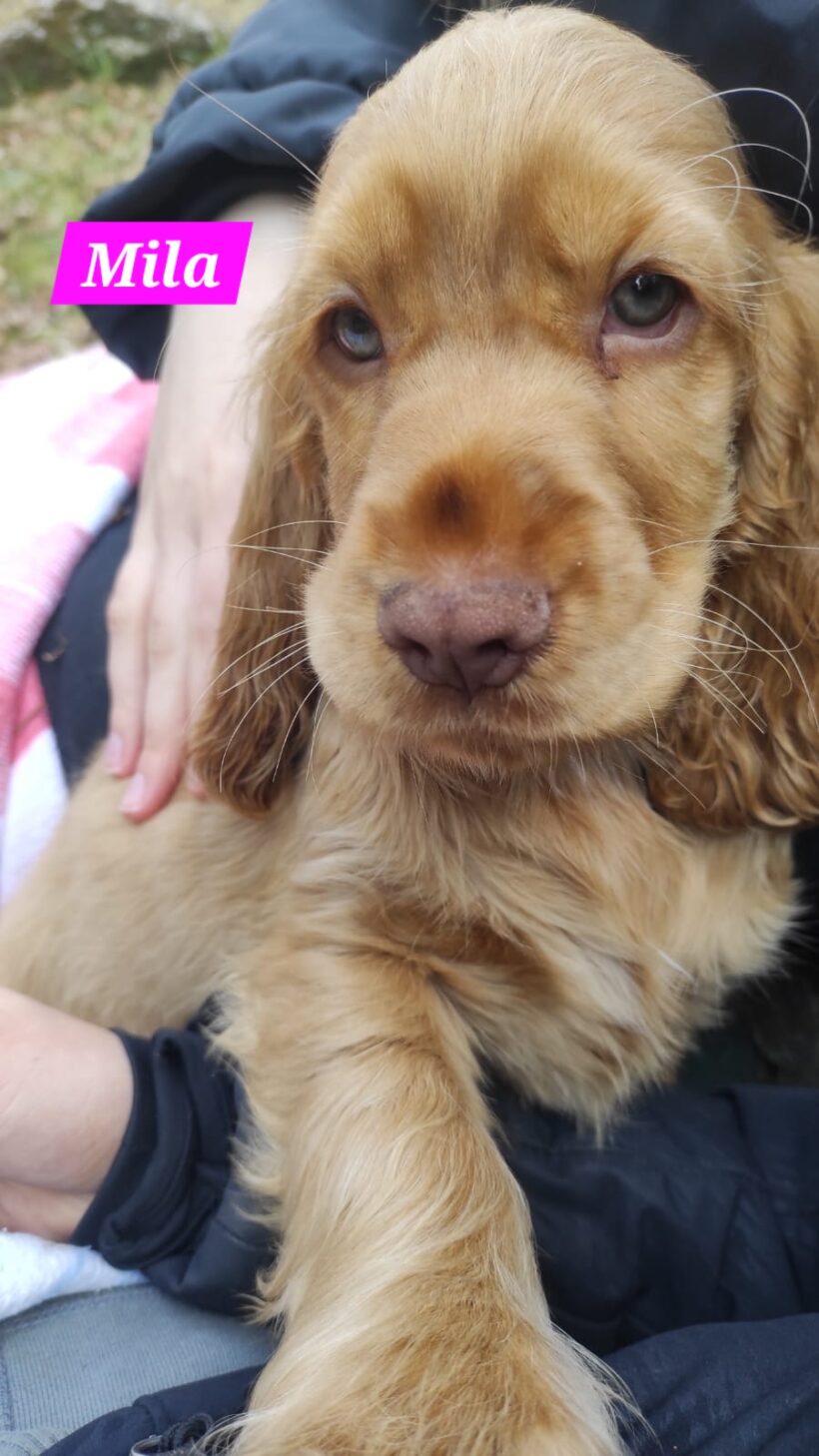 Missy, Molly, Maggy, Mila🐶❣️ Missy, Molly, Maggy, Mila🐶❣️