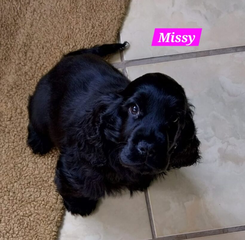 Missy, Molly, Maggy, Mila🐶❣️ Missy, Molly, Maggy, Mila🐶❣️