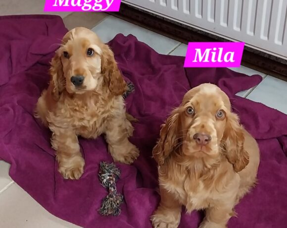 Missy, Molly, Maggy, Mila🐶❣️