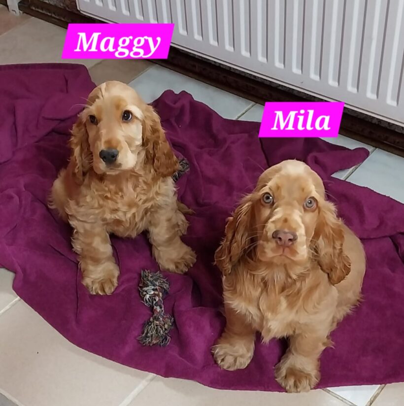 Missy, Molly, Maggy, Mila🐶❣️ Missy, Molly, Maggy, Mila🐶❣️
