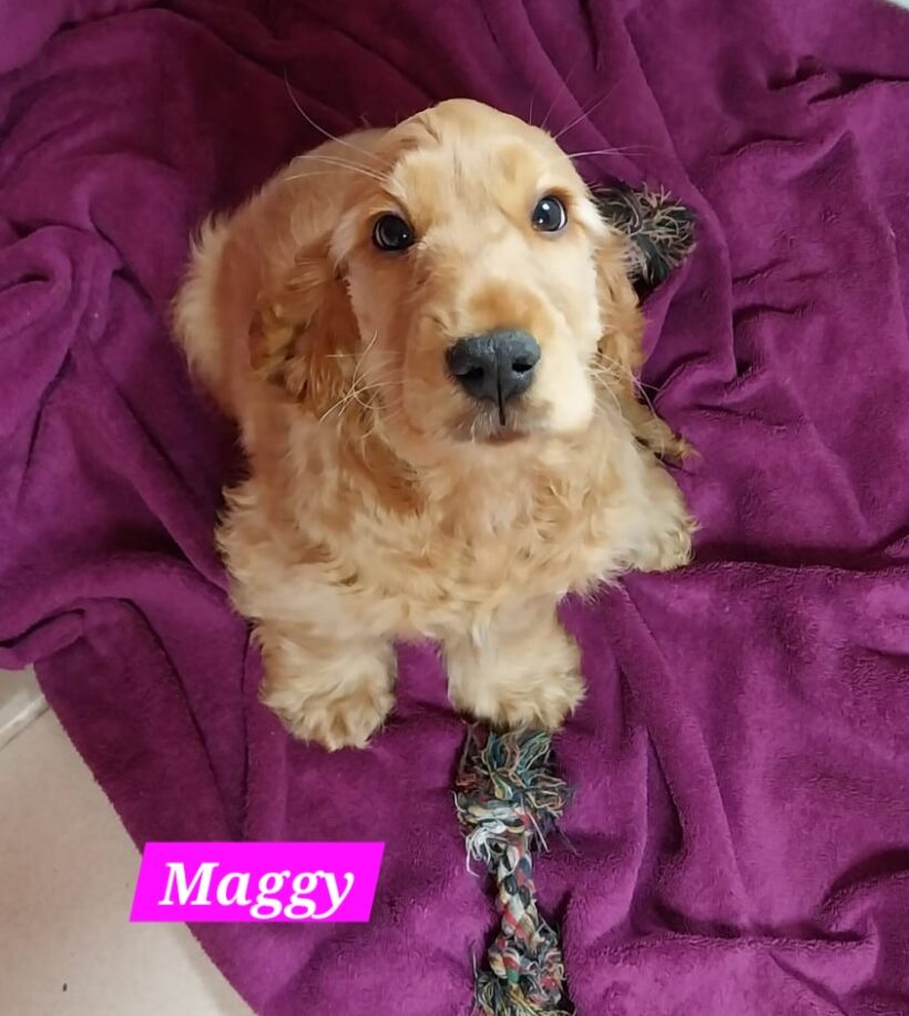 Missy, Molly, Maggy, Mila🐶❣️ Missy, Molly, Maggy, Mila🐶❣️