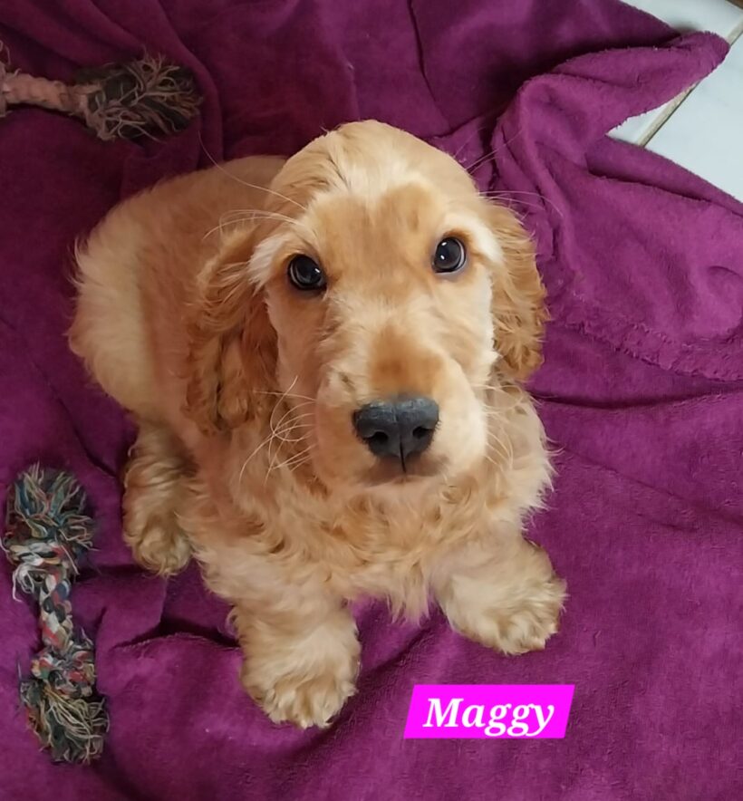 Missy, Molly, Maggy, Mila🐶❣️ Missy, Molly, Maggy, Mila🐶❣️