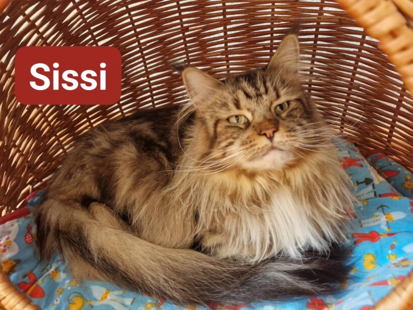 Sissi und Kimba❤️(reserviert)