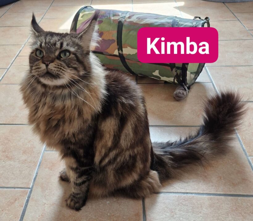 Sissi und Kimba❤️(reserviert)