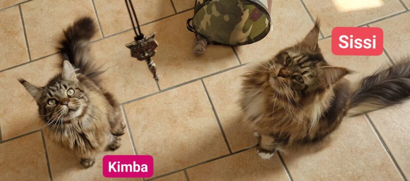 Sissi und Kimba❤️(reserviert)