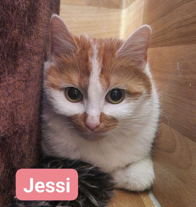 Jessi❤️ ab Mitte Mai Jessi❤️ ab Mitte Mai