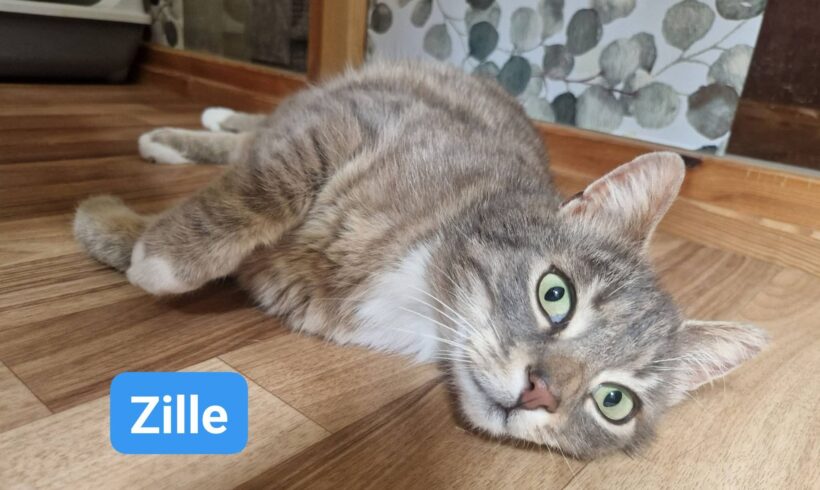 Zille❤️