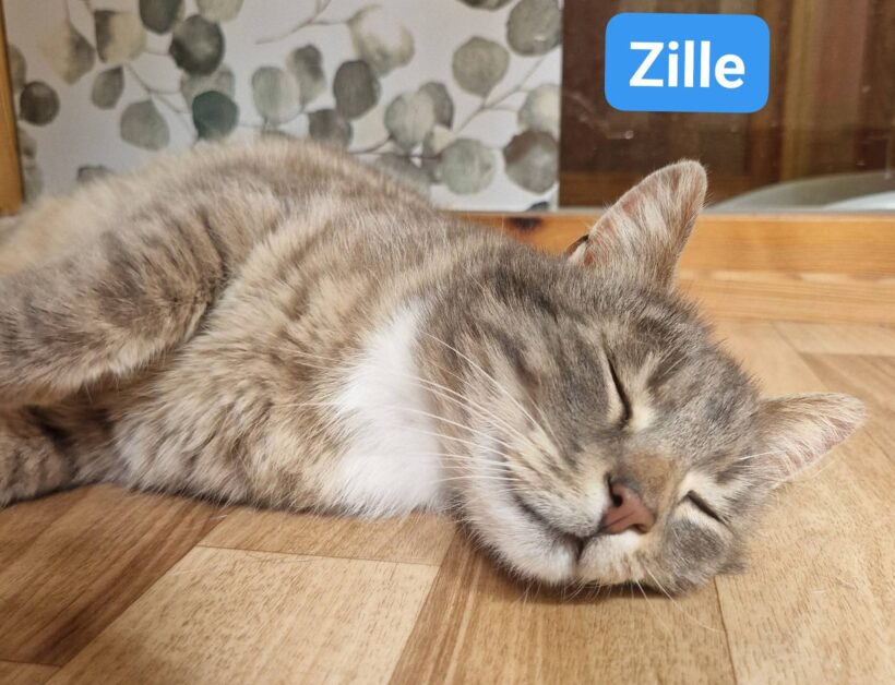 Zille❤️