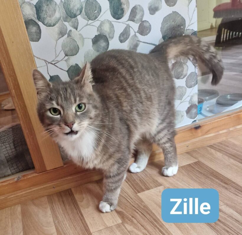 Zille❤️