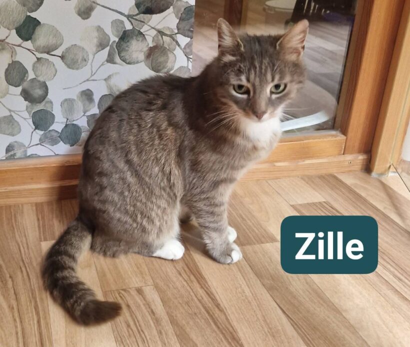Zille❤️