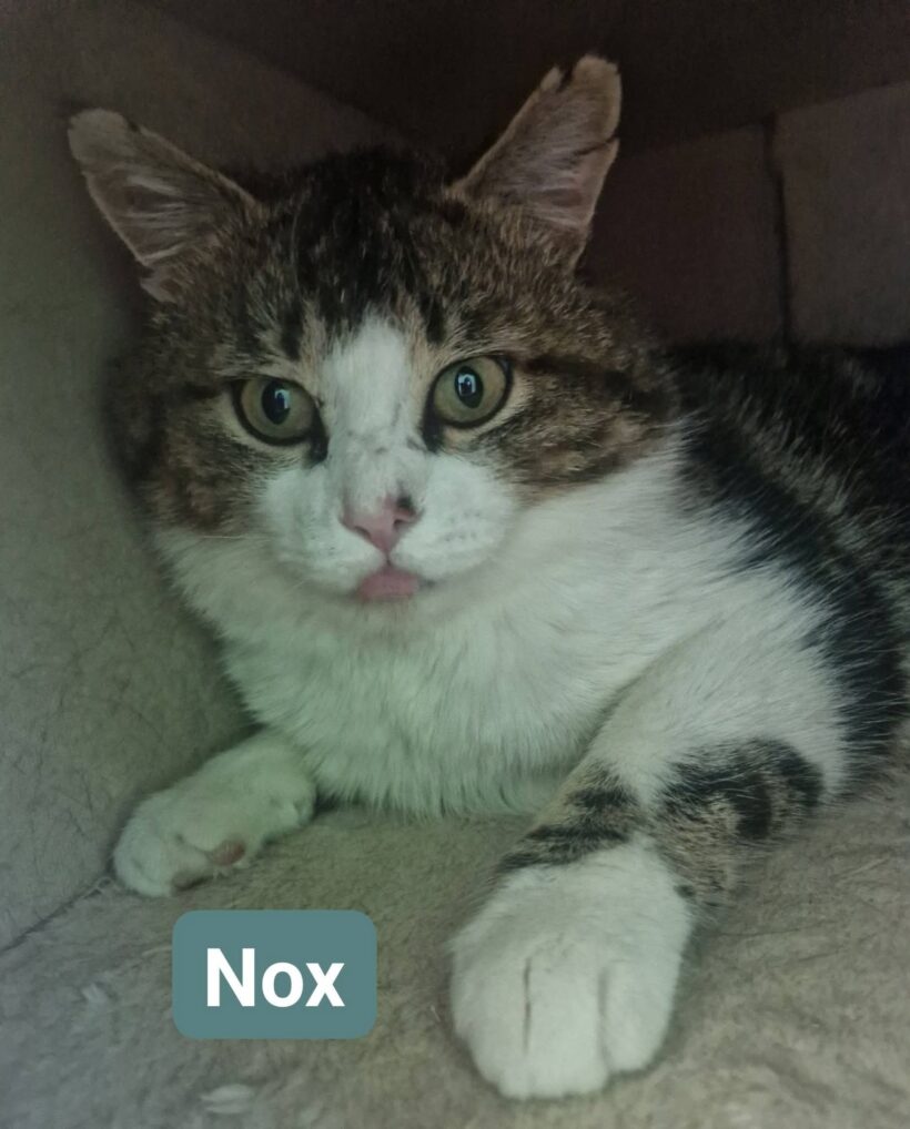 Nox Nox