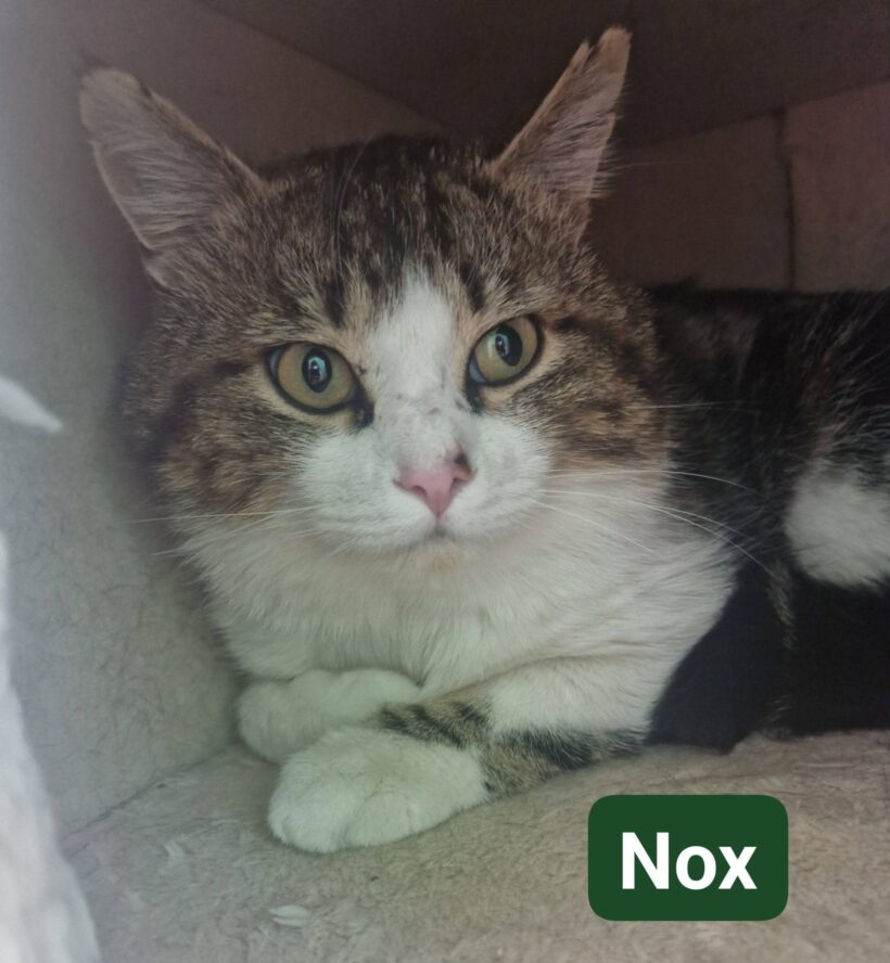Nox Nox