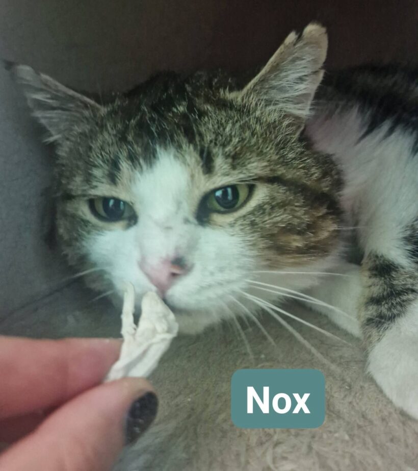 Nox Nox