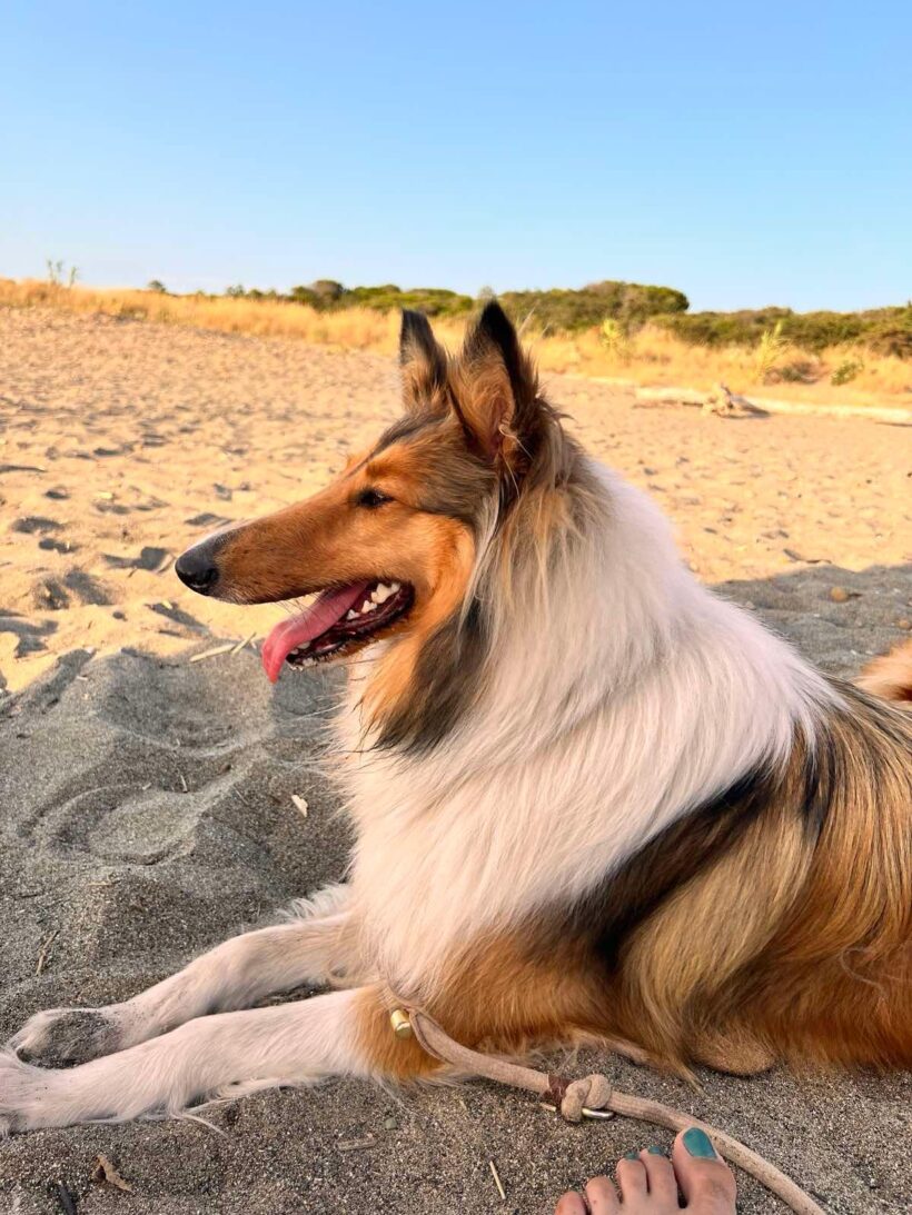 Vida❤️ Vida❤️