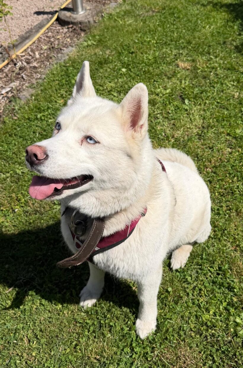 Husky-Hündin❣️ Husky-Hündin❣️