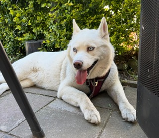 Husky-Hündin❣️ Husky-Hündin❣️