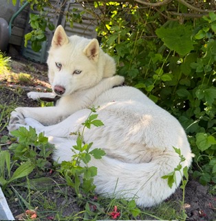 Husky-Hündin❣️ Husky-Hündin❣️