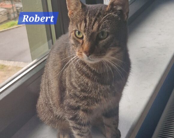 Robert❤️