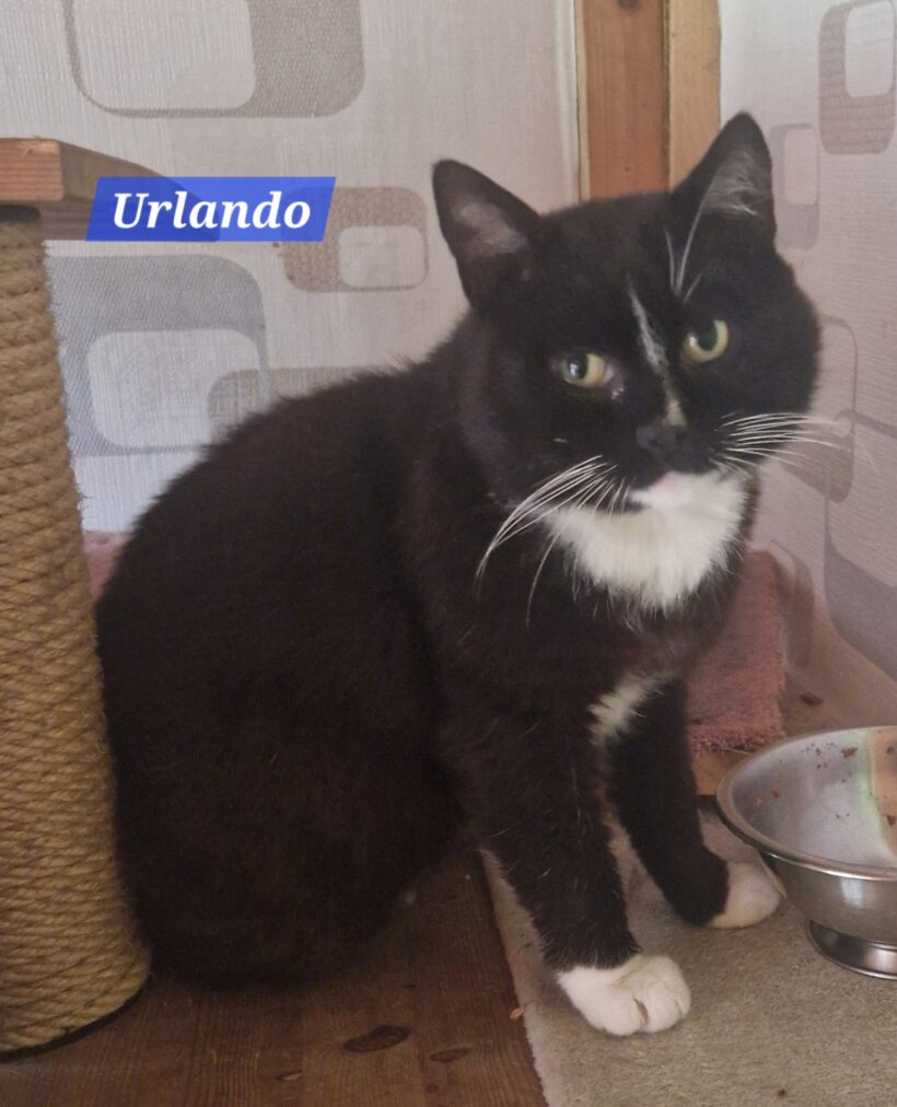 Urlando❤️
