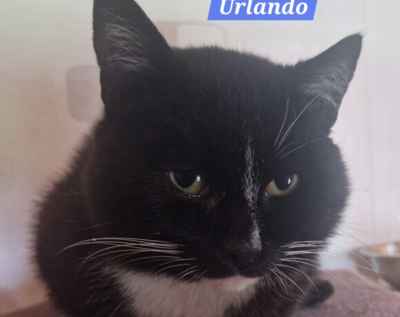 Urlando❤️