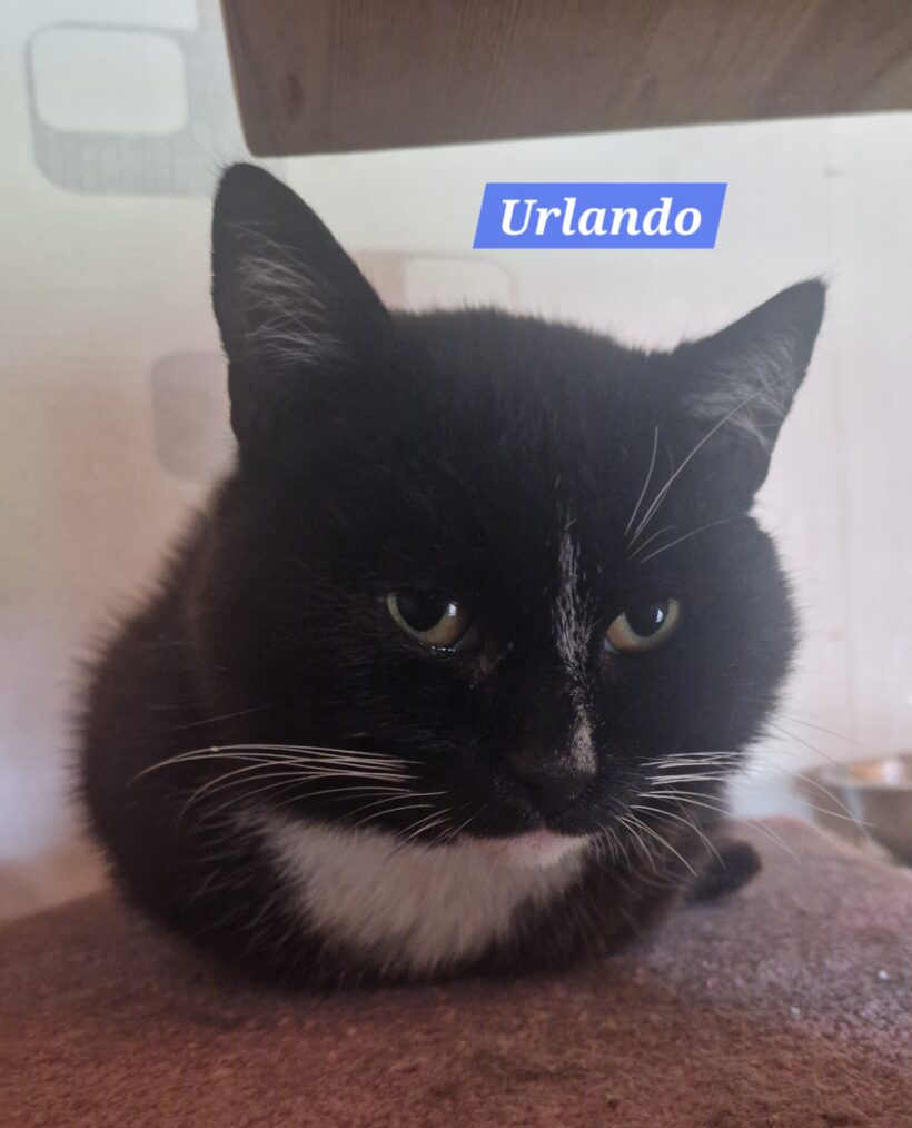 Urlando❤️