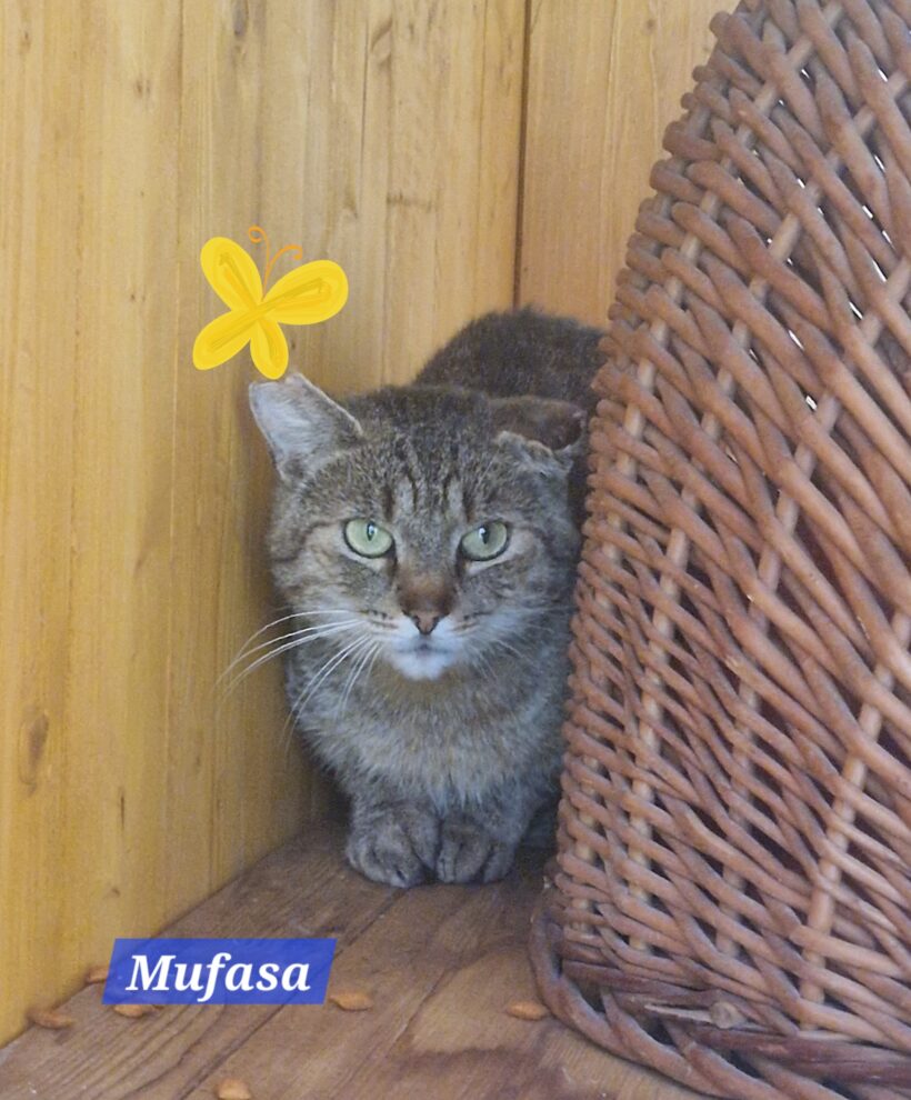 Mufasa❤️(Pflege/Endstelle)