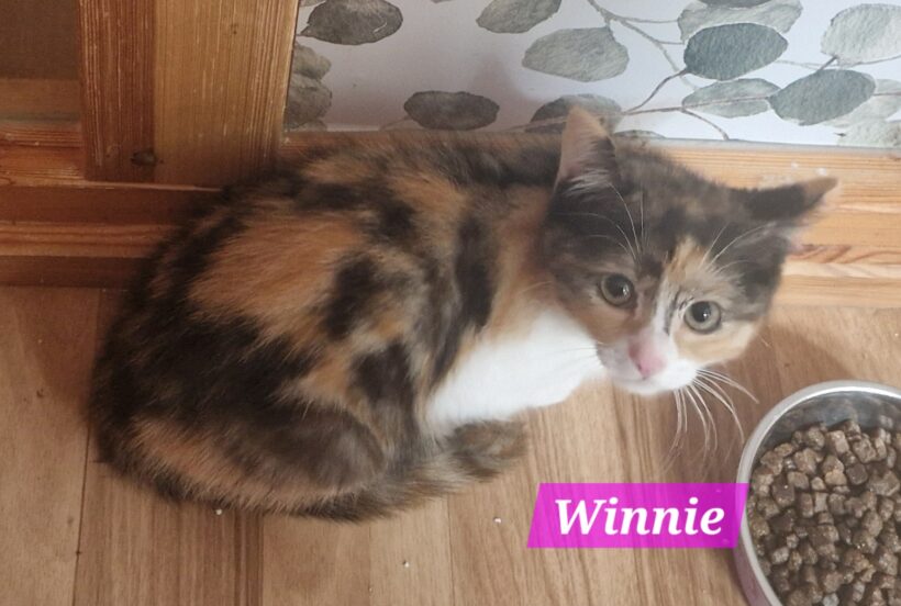 Winnie, Wuschel und Whiskey❤️ (reserviert) Winnie, Wuschel und Whiskey❤️ (reserviert)