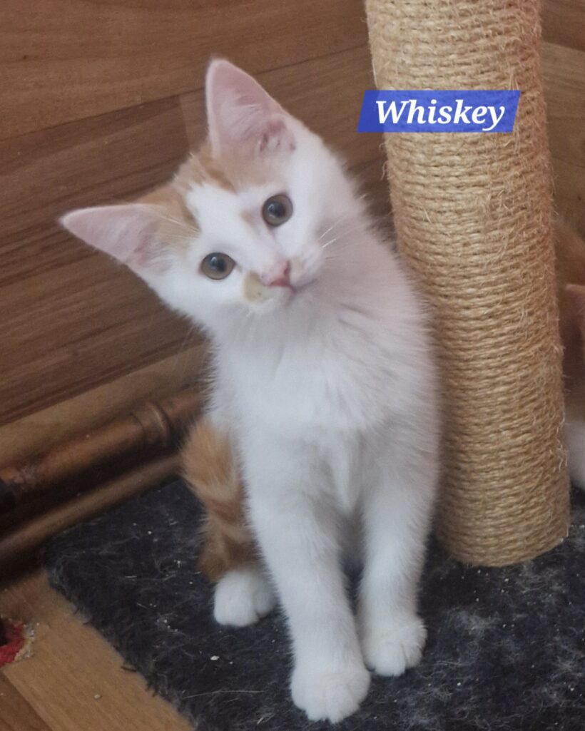 Winnie, Wuschel und Whiskey❤️ (reserviert) Winnie, Wuschel und Whiskey❤️ (reserviert)