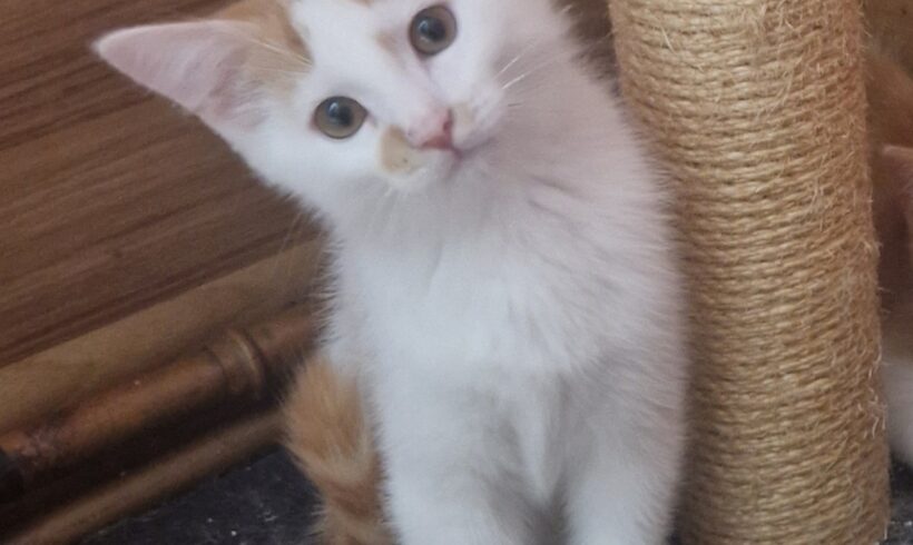 Winnie, Wuschel und Whiskey❤️ (reserviert)