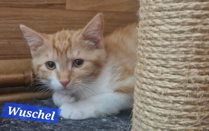 Winnie, Wuschel und Whiskey❤️ (reserviert) Winnie, Wuschel und Whiskey❤️ (reserviert)