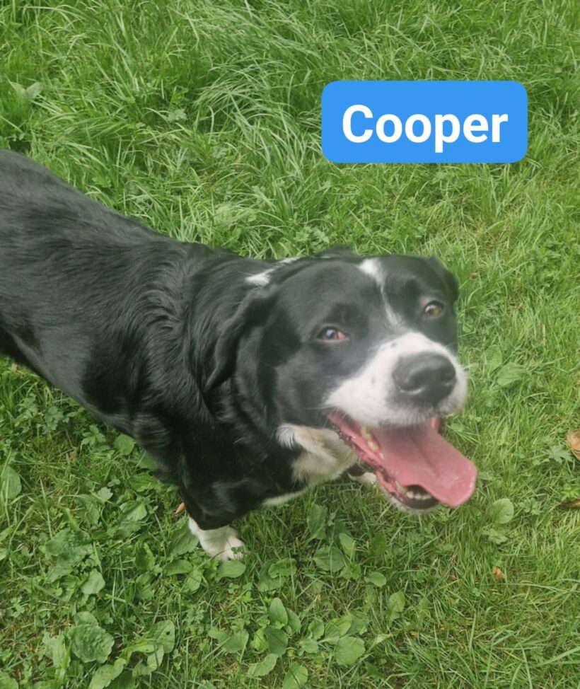 Cooper❤️ Cooper❤️