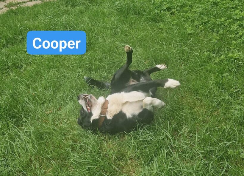Cooper❤️ Cooper❤️