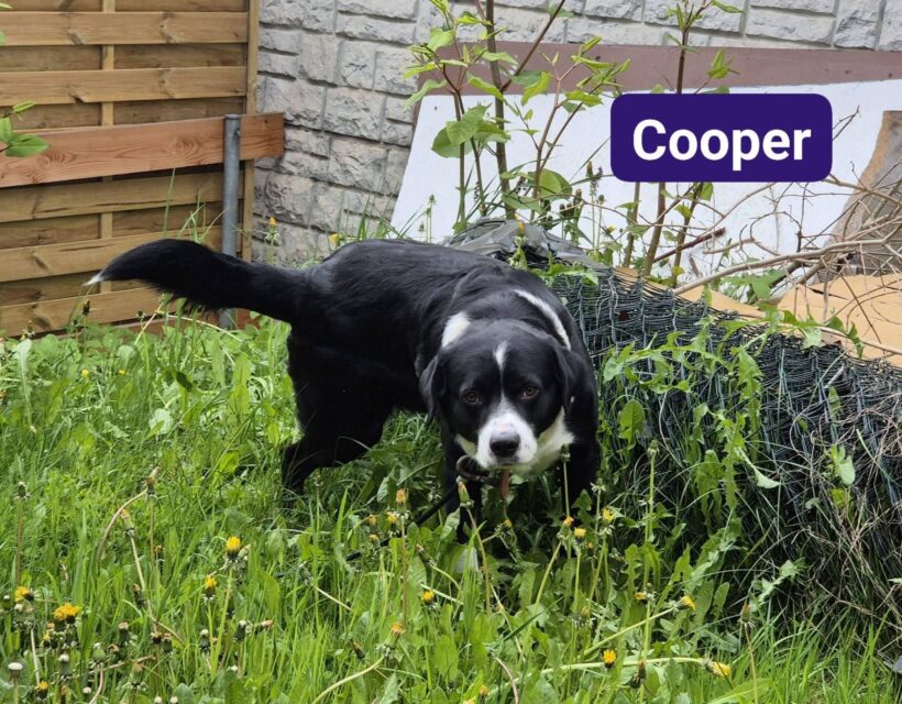 Cooper❤️ Cooper❤️