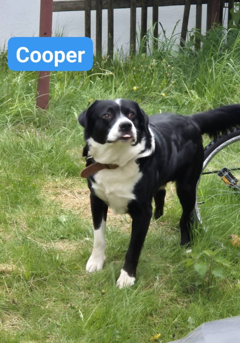 Cooper❤️ Cooper❤️