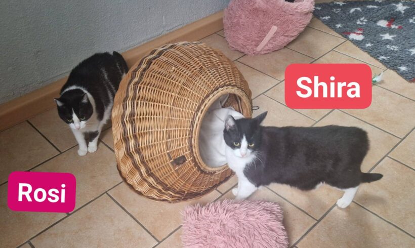 Rosi und Shira❤️