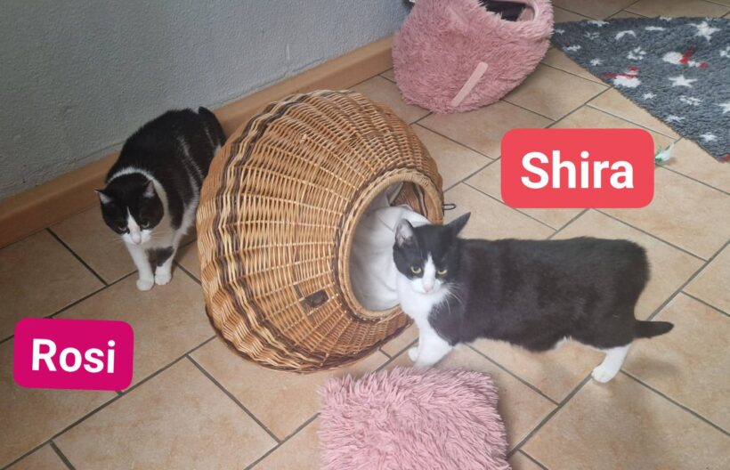 Rosi und Shira❤️ Rosi und Shira❤️