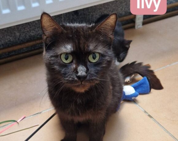 Ilvy❤️