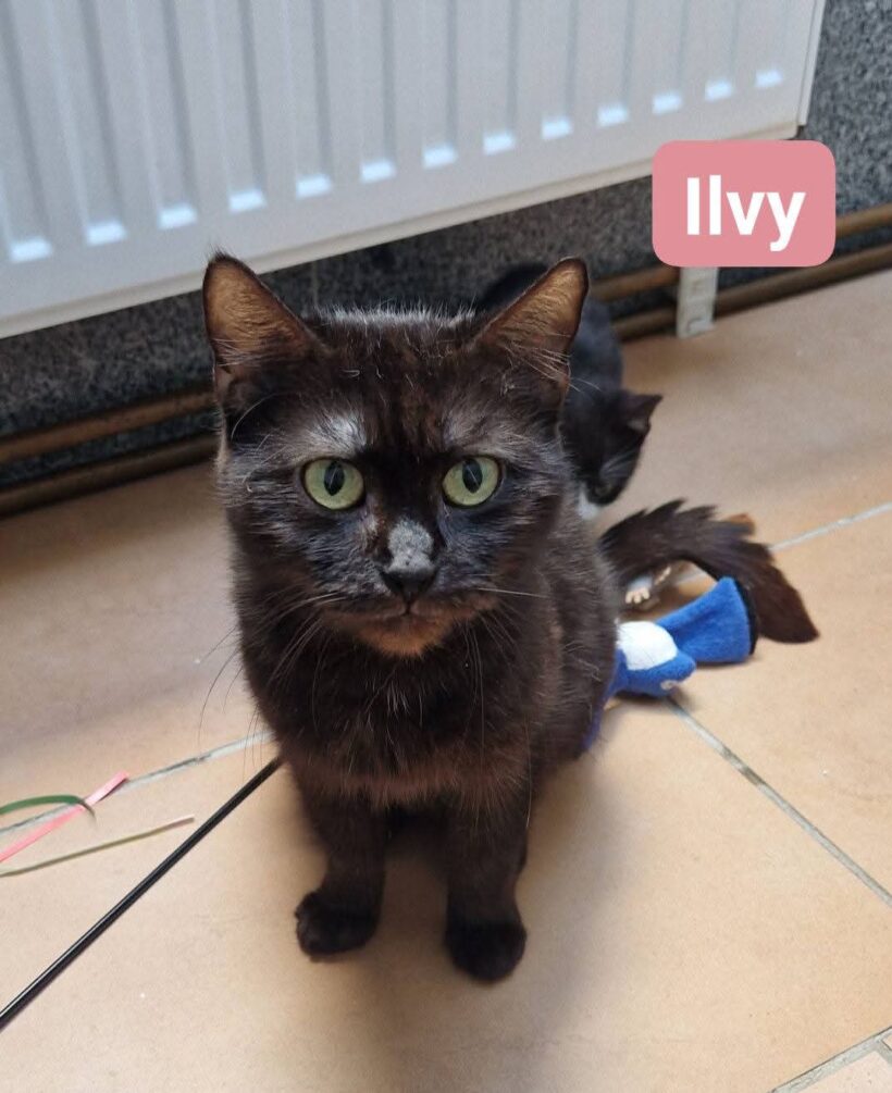 Ilvy❤️