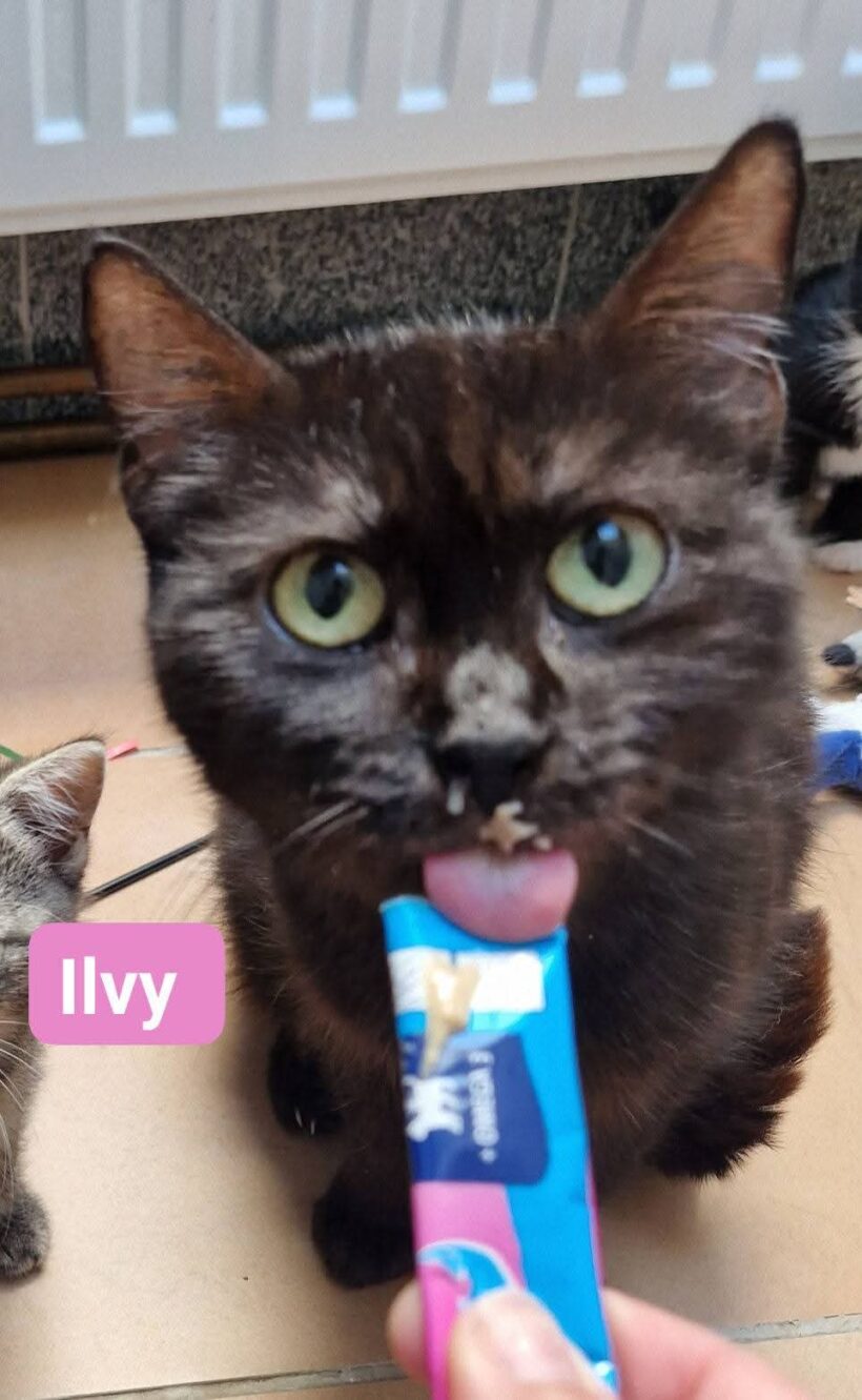 Ilvy❤️