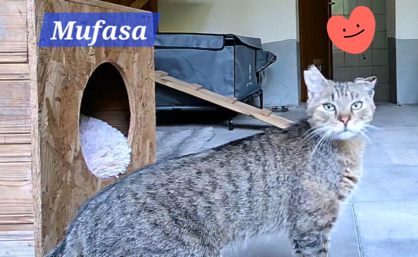 Mufasa❤️(Pflege/Endstelle)