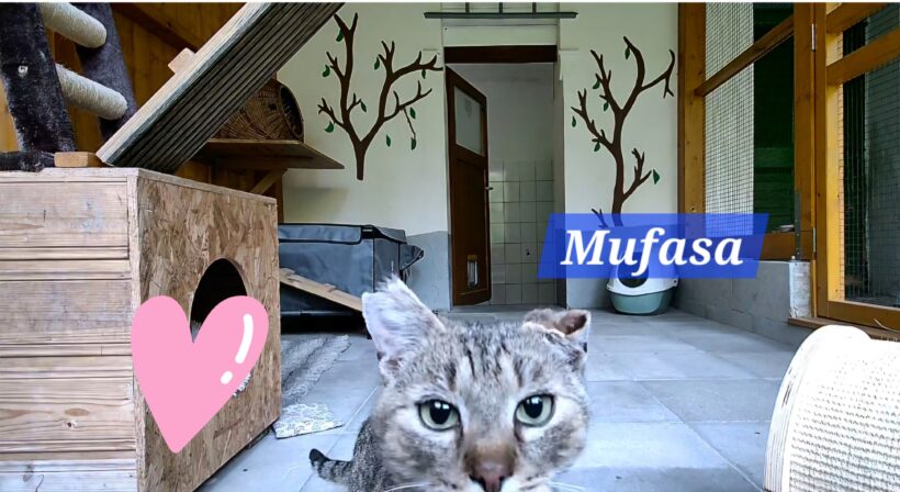 Mufasa❤️(Pflege/Endstelle)
