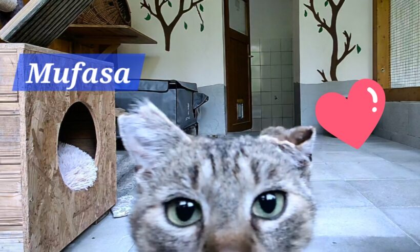 Mufasa❤️(Pflege/Endstelle)