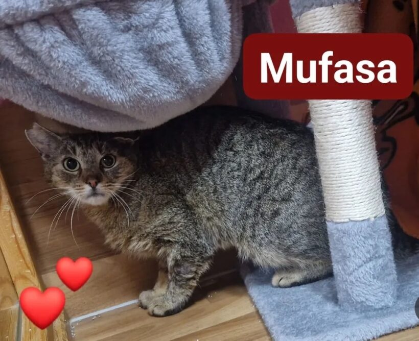Mufasa❤️(Pflege/Endstelle)