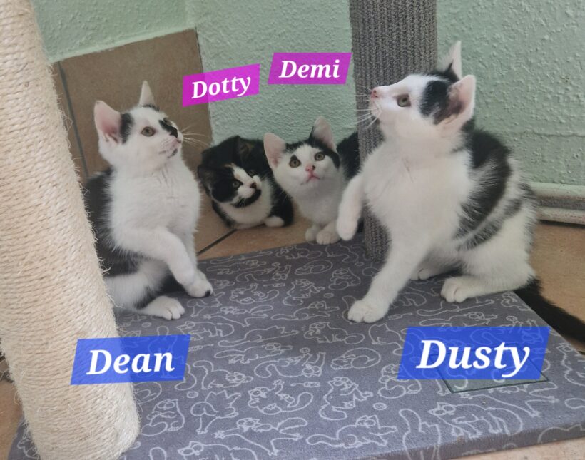D-Kitten (ab Mitte August) D-Kitten (ab Mitte August)