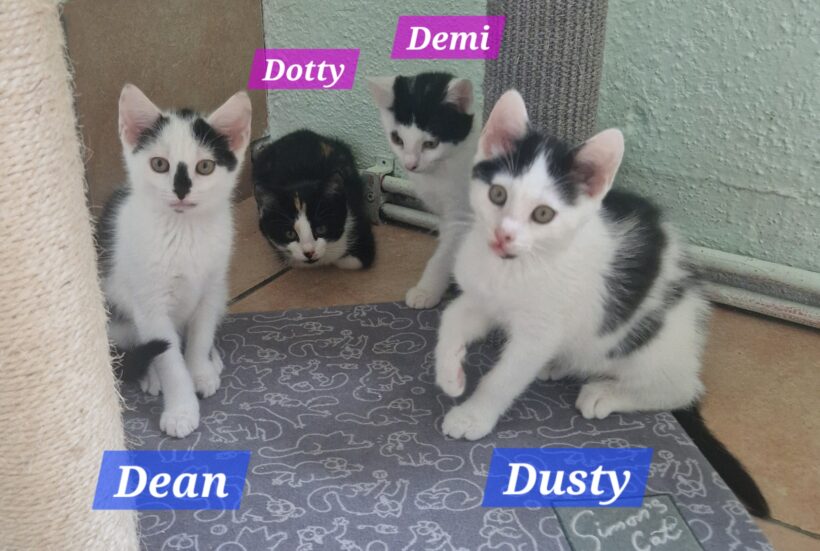 D-Kitten (ab Mitte August) D-Kitten (ab Mitte August)