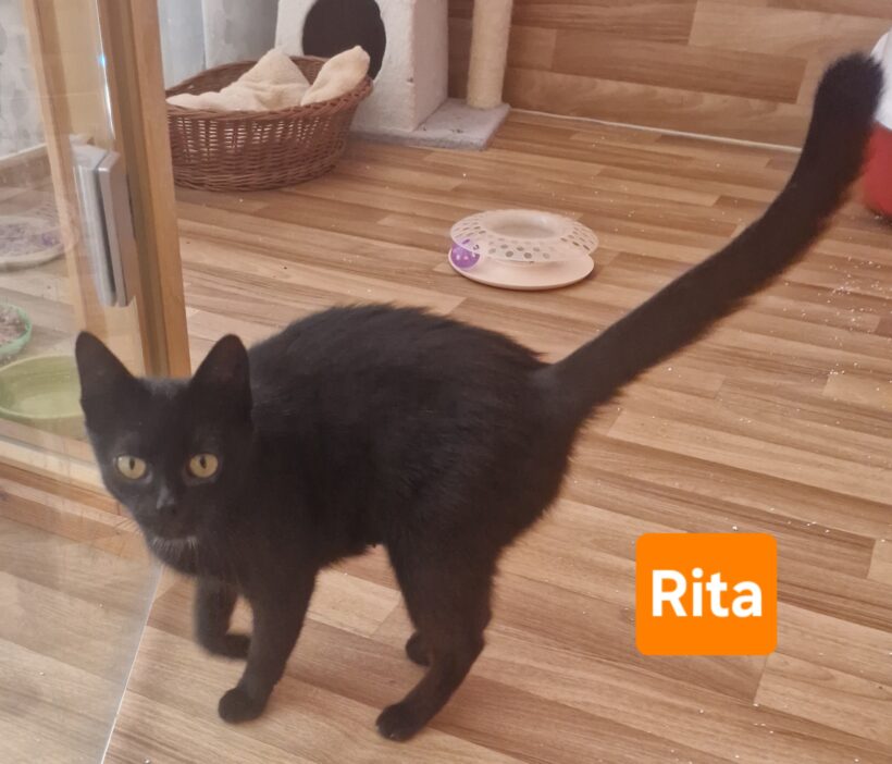 Rita (ab Mitte August)
